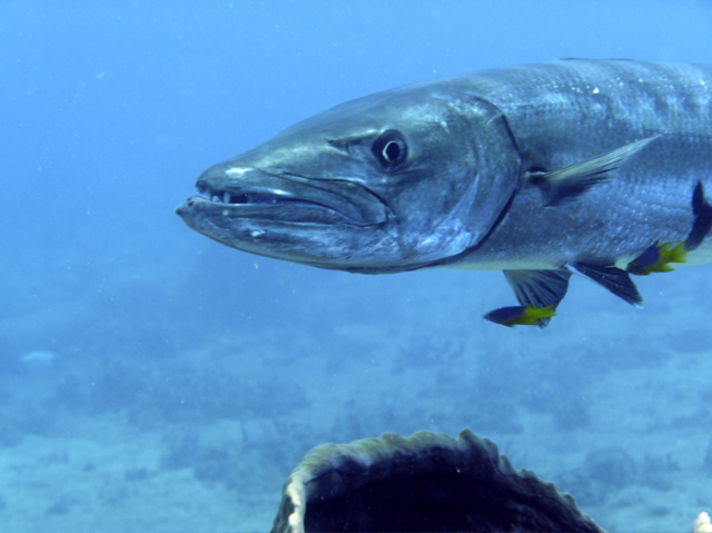 P1030968.jpg - AppleMark