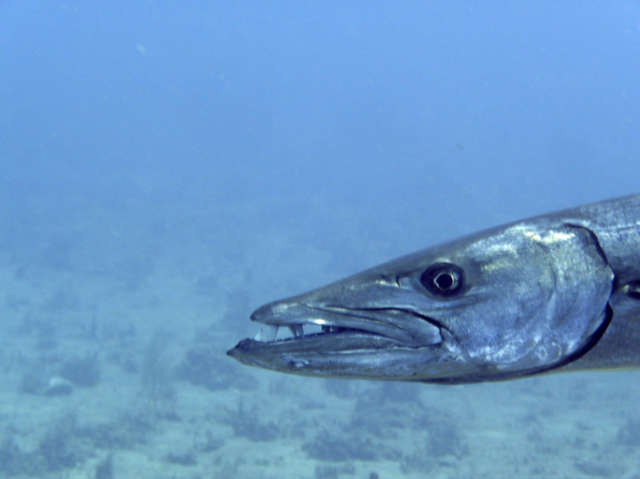 P1030970.jpg - AppleMark