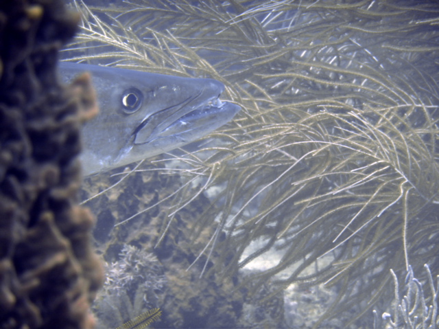 P1040044.jpg - AppleMark