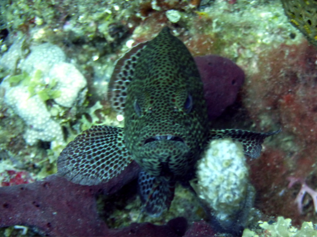 P1040074.jpg - AppleMark