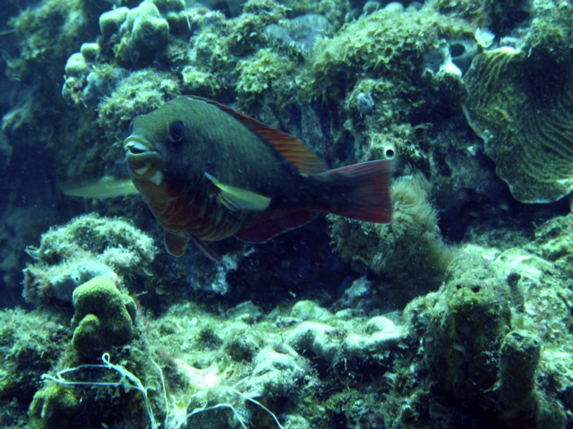 P1040082.jpg - AppleMark