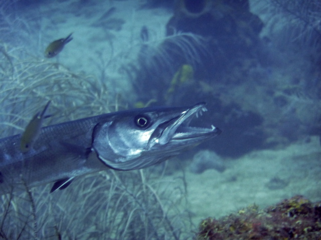 P1040131.jpg - AppleMark