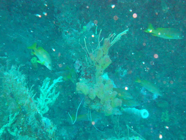 DSC02938.jpg