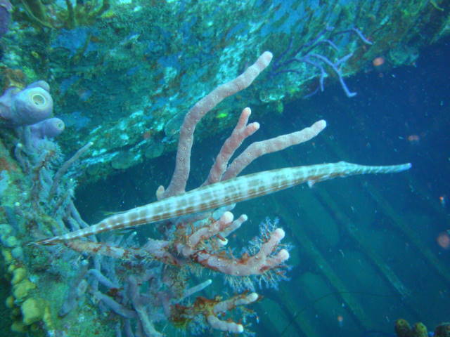 DSC02947.jpg