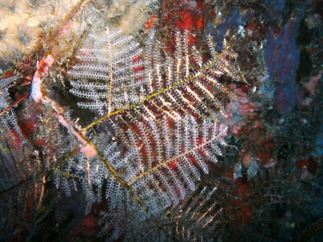 PICT0004.jpg