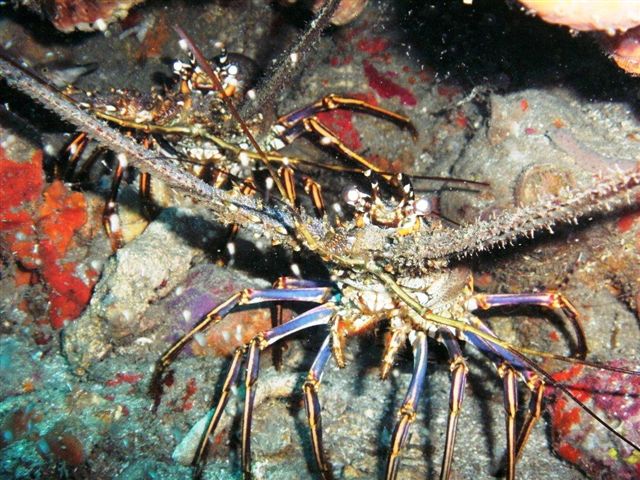 PICT0037.jpg